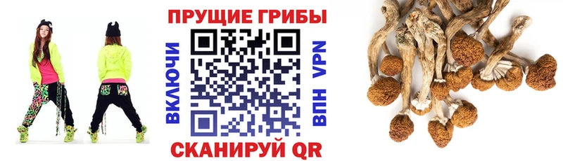 купить наркотик  Бирюсинск  Псилоцибиновые грибы мухоморы 